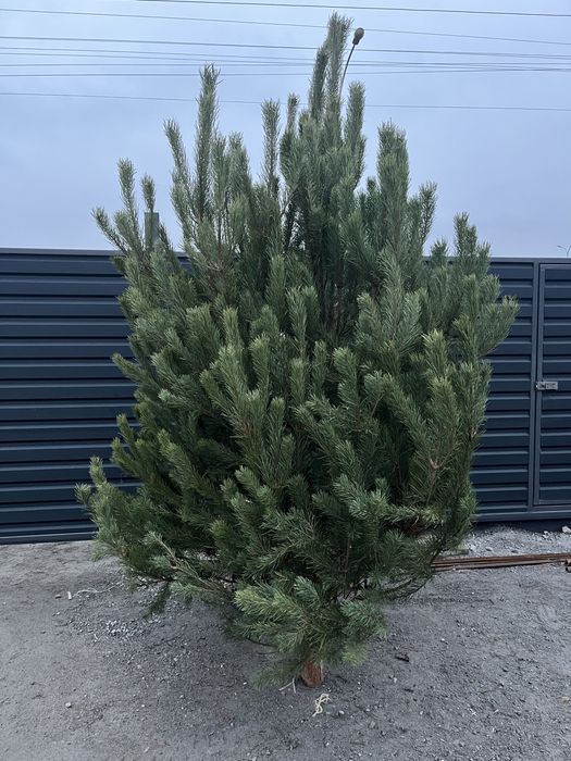 Ялинка , живая елка, пишная елка , сосна , ялинка кримка ёлка