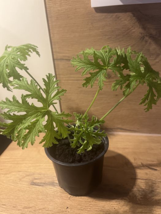Geranium Anginka