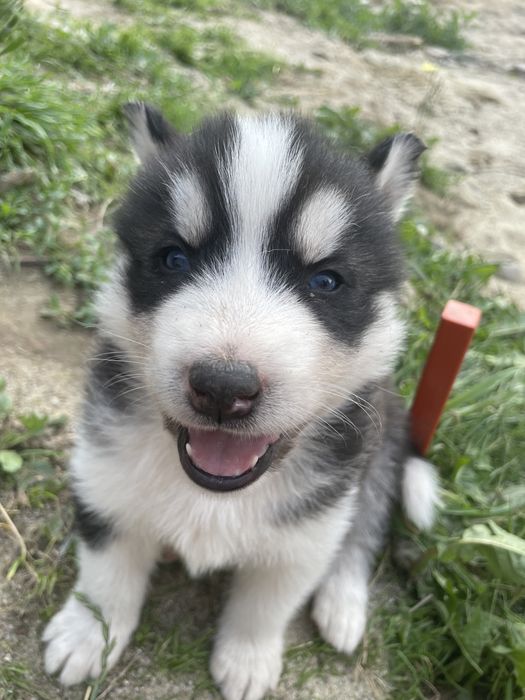 Szczeniaki Husky Syberyjski