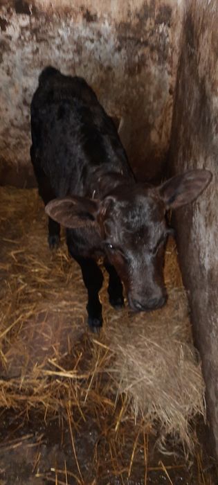 Продам теличку с. Чорнобаївка