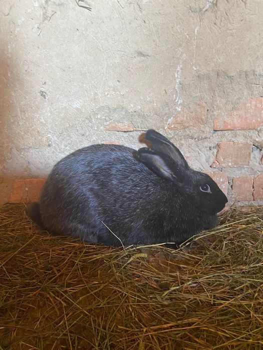 Кролиць  Полтавське Срібло