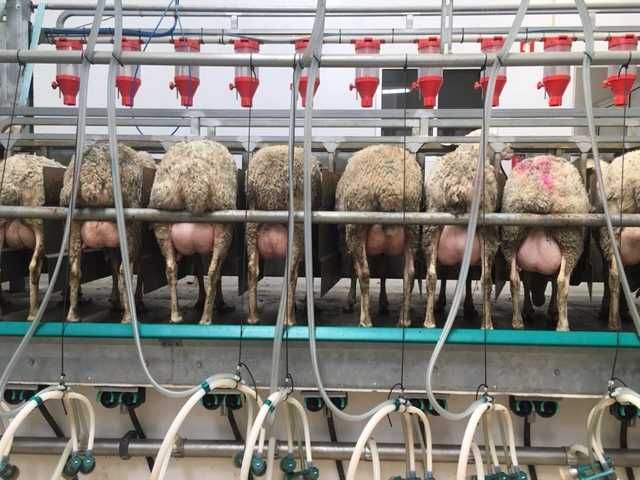 CABRAS EM PRODUÇÃO DE LEITE