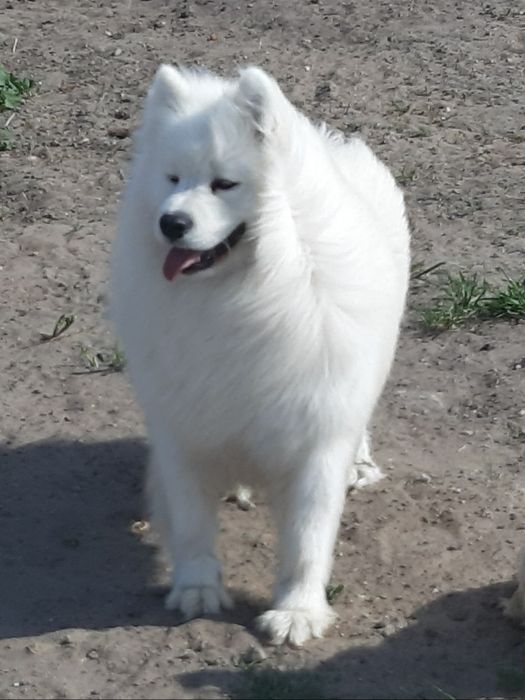 Samoyed zkwp FCI suczka