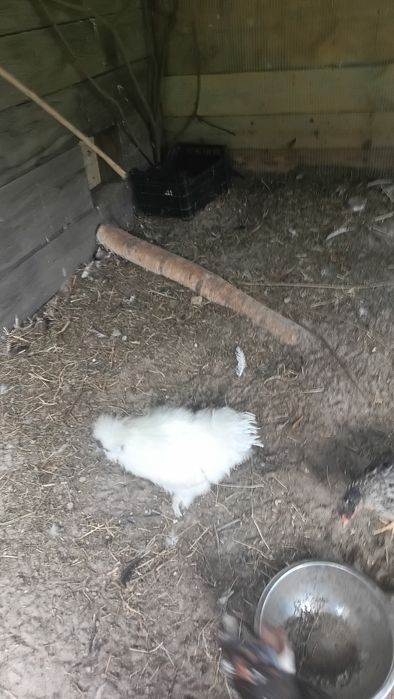 Kogut silka /silki