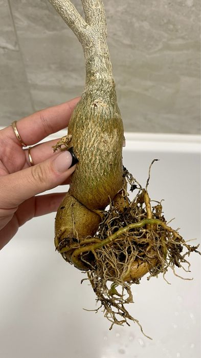 Адениум обессум из семян