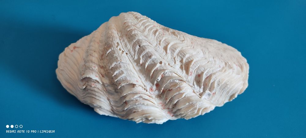 Concha bivalves Tridacna