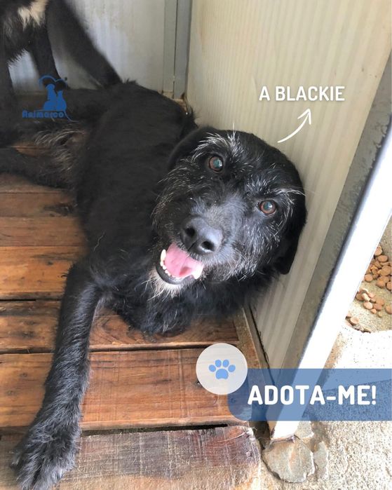 Blackie cadela jovem porte medio