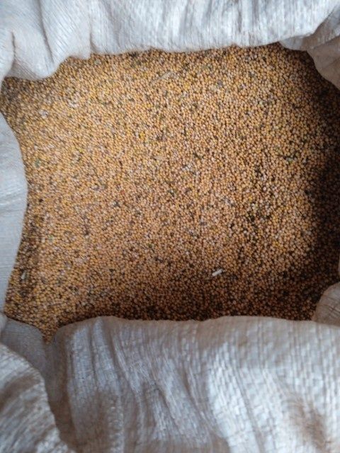 Gorczyca żółta 2022