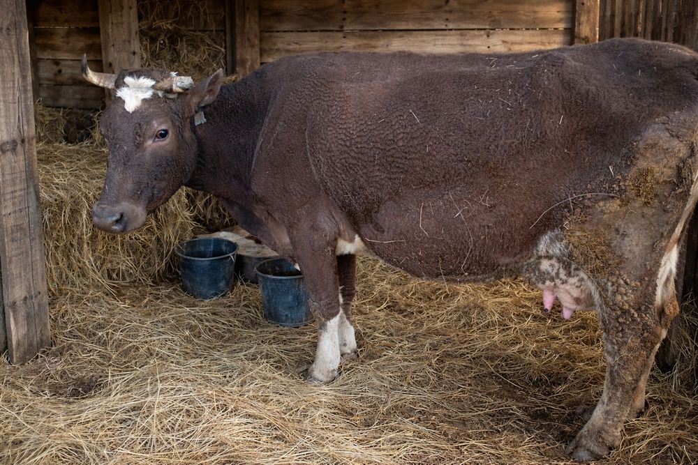 Корова третий отел