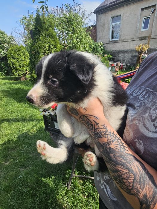Border Collie, Piękna suczka, szczenię