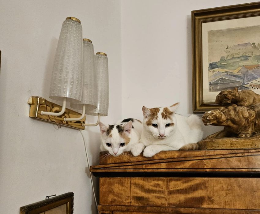 Pianka i Krakers szukają domu na stałe