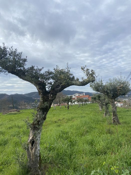 Oliveiras centenárias