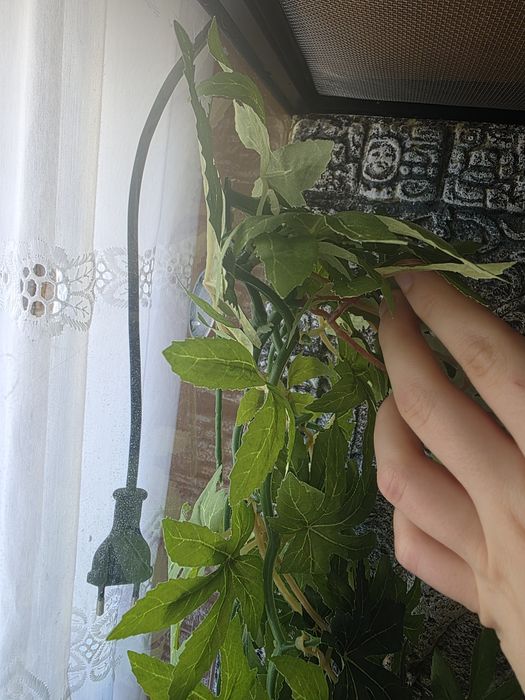 Planta Exo Terra