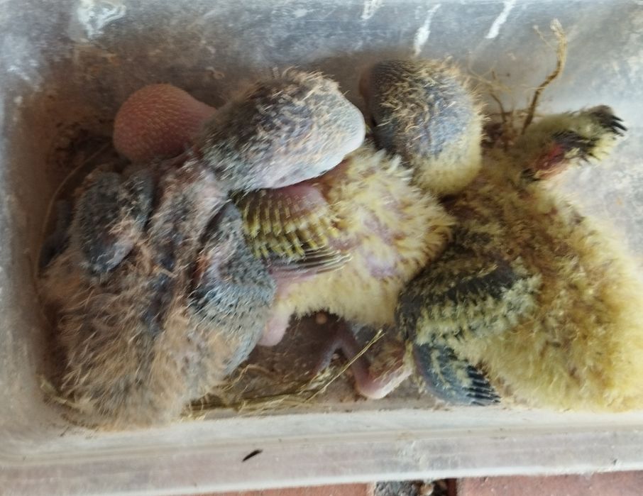 Vários  mutações de agaponis