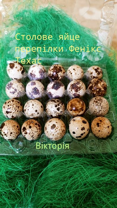 Інкубаційне та столове  яйце перепелів  Техас та Фенікс
