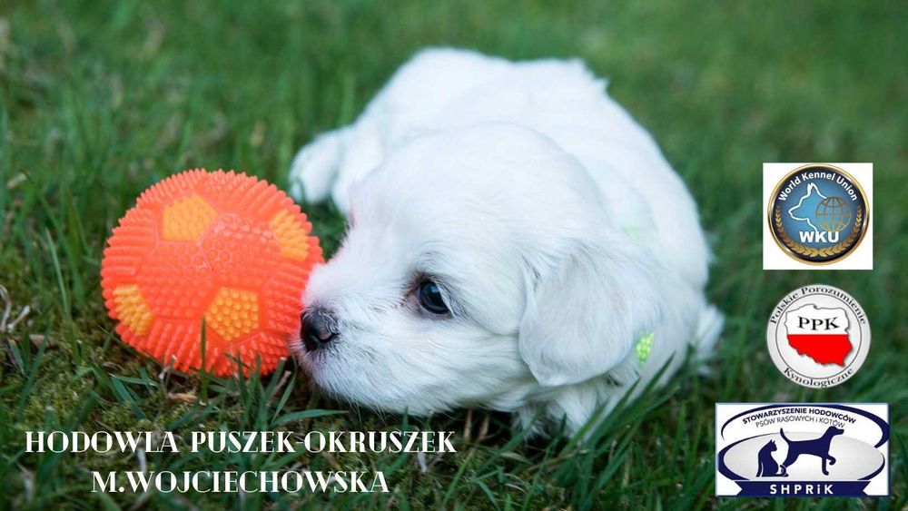 Piękne szczeniaki rasy Maltańczyk