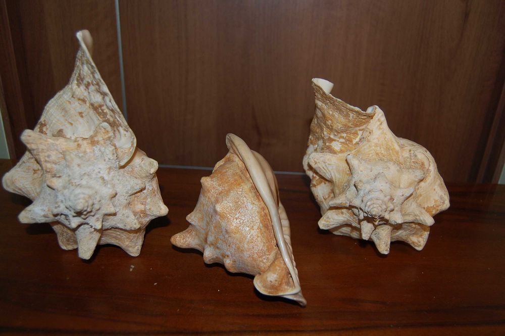 Большая океанская ракушка Куба 60-70е Велика океанська мушля