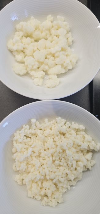 Grzybek tybetański, kefirowy