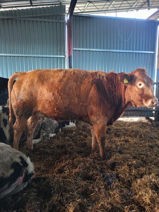 Jałówki limousine mięsne cielne
