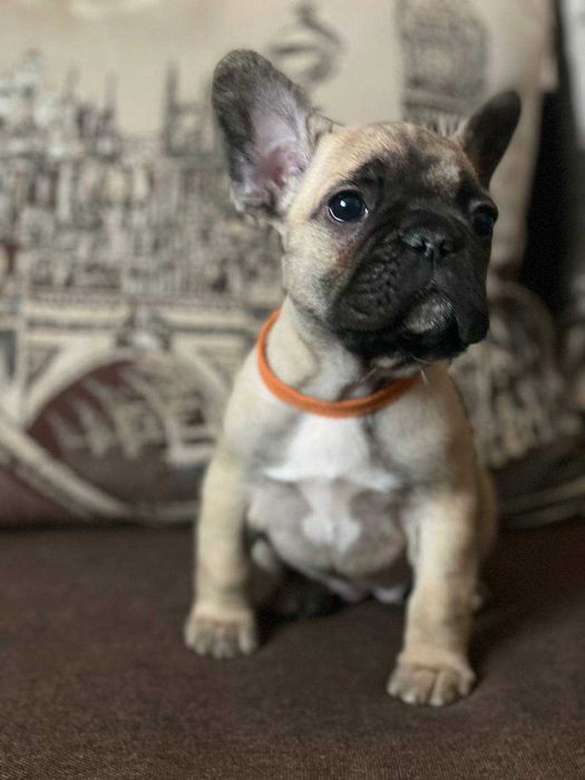 Французькі бульдоги з документами КСУ-FCI