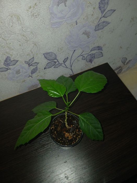 Кімнатні рослини