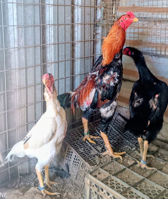 Galinhas Raça Pura Shamo