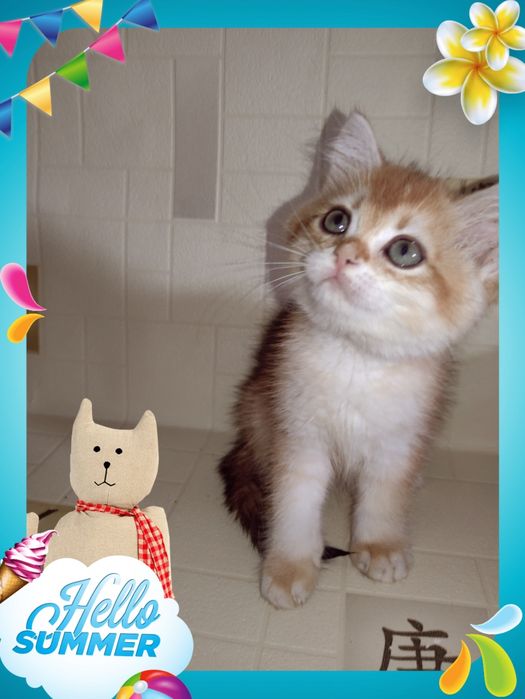 Супер мега ласковий хлопчик золота шиншила чекає на родину