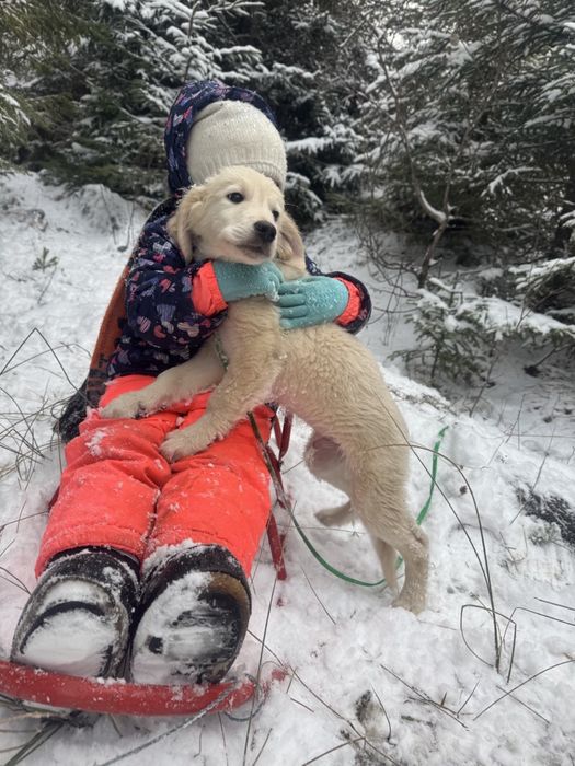 Голден ретривер (цуценята) золотистий ретрівер