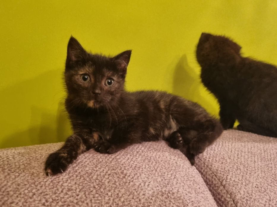 Oddam kotki w dobre ręce