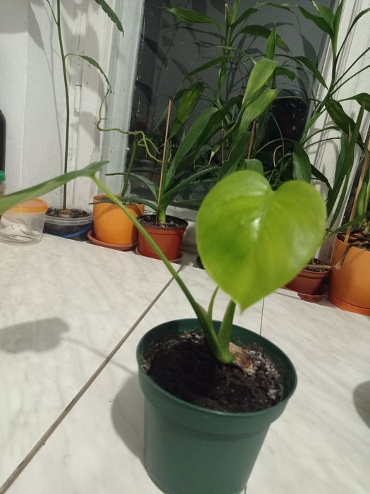 Монстера кімнатна