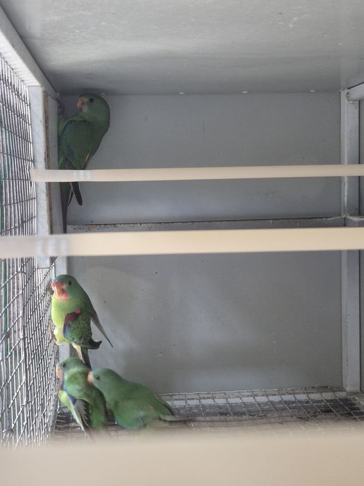 Swift Parrot 2026