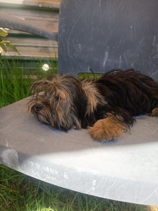 Linda cachorrinha Yorkshire Terrier , miniatura ,com 4 meses e meio ,1