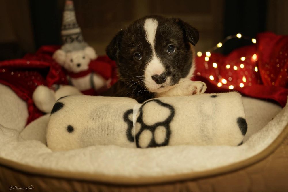 Szczeniak Welsh Corgi Cardigan FCI