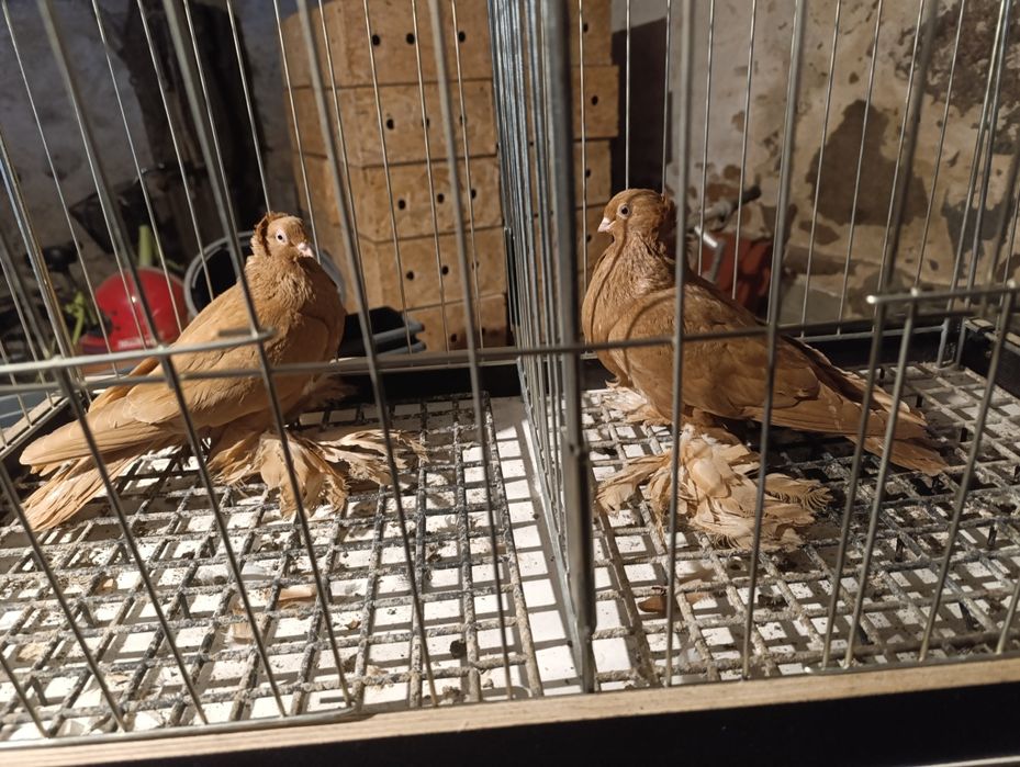 Wywrotki wschodniopruskie  gołębie