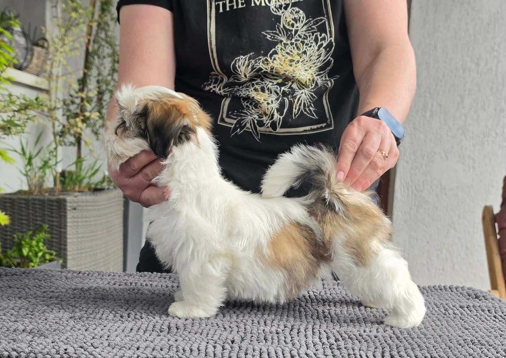 Lhasa apso - suczka z super pochodzeniem ZKwP/FCI