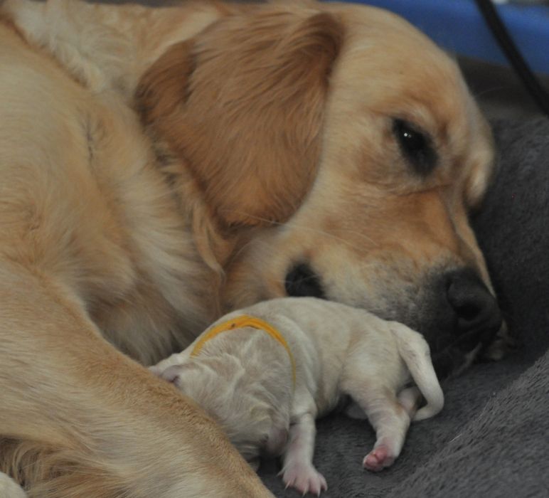 Golden  Retriever ZKwP