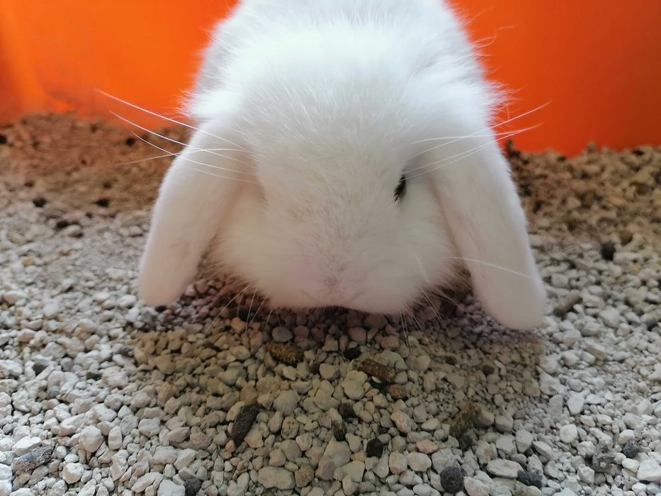 Kit Gaiola coelhos anões mini toy