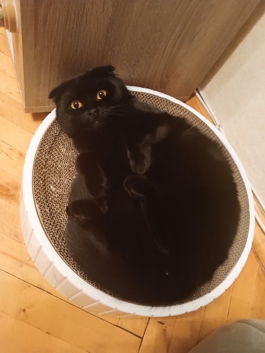 Кошечка ищет партнёра для вязки