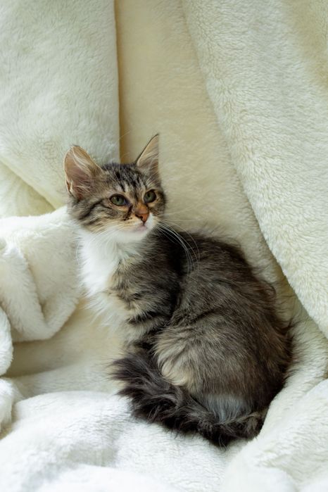 Киця Горошинка в пошуку сімʼї