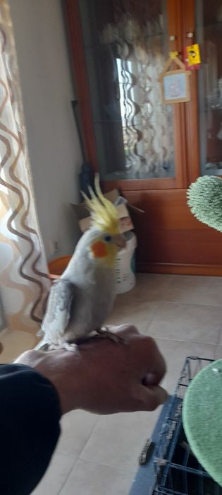 Caturra criada a mao