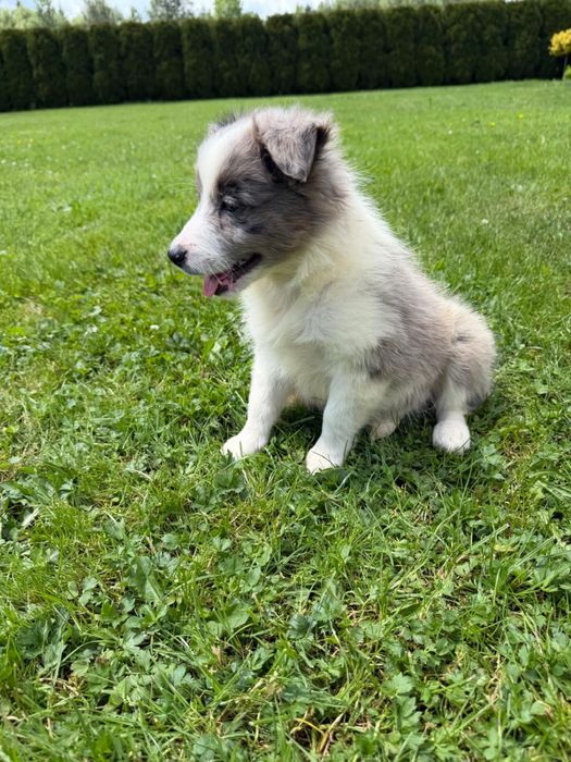 Sunia Border Collie blue merle