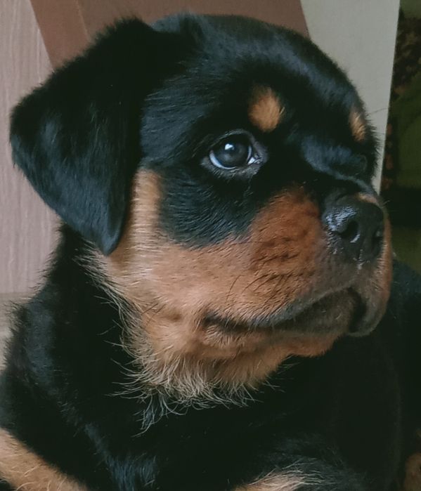 Kennel Iz Vom Haus Honda Fortuna.