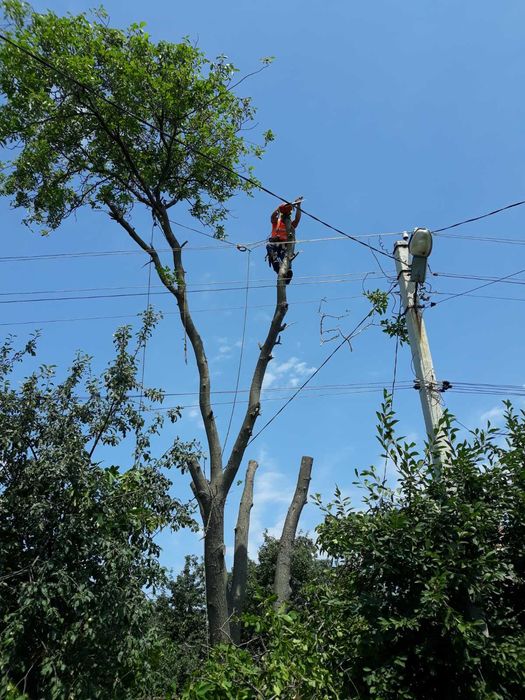 Спиляємо проблемні дерева,спил дерев,послуги лісоруба,спиляти дерево