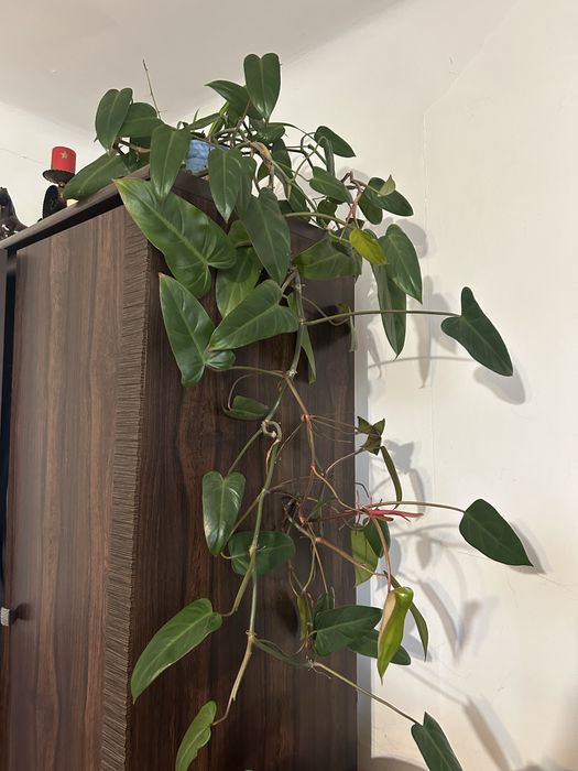 Philodendron duzy kwiat doniczkowy