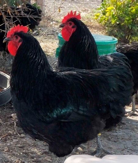 Продам півня Джерсійського гіганта