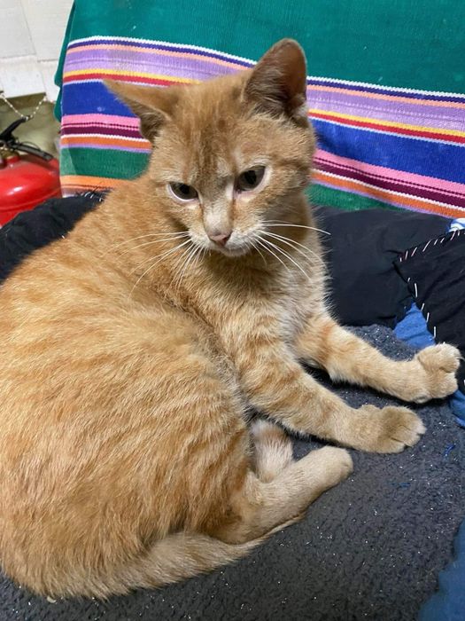 Руда киця у добрі руки