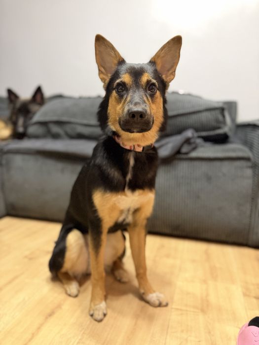 Lili 9 miesieczna suczka szuka domu