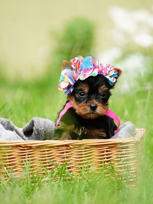 Продаються цуценята-модельки – маленькі йорки, як з обкладинки