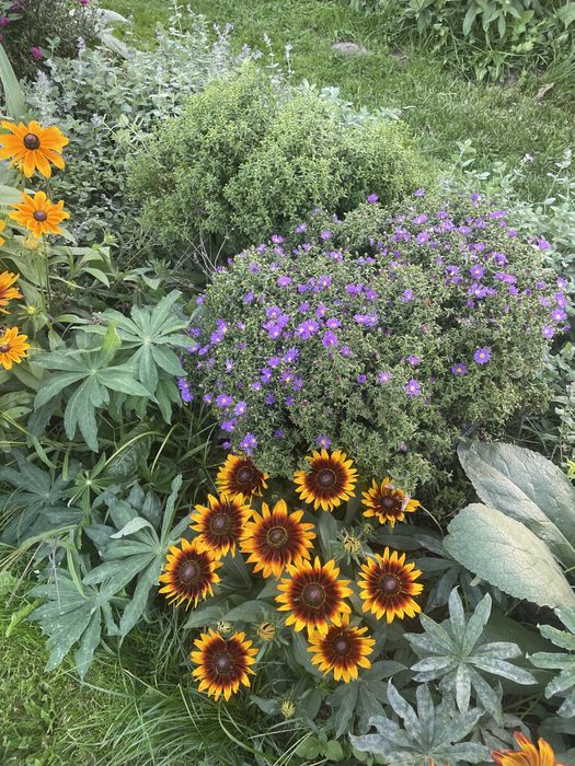 Rudbekia naga wysoka i inne,byliny wieloletnie