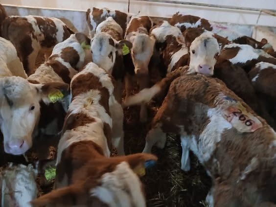 Cielaki MM,CB  Byczki, Jałówki samodzielne, startery, na mleko